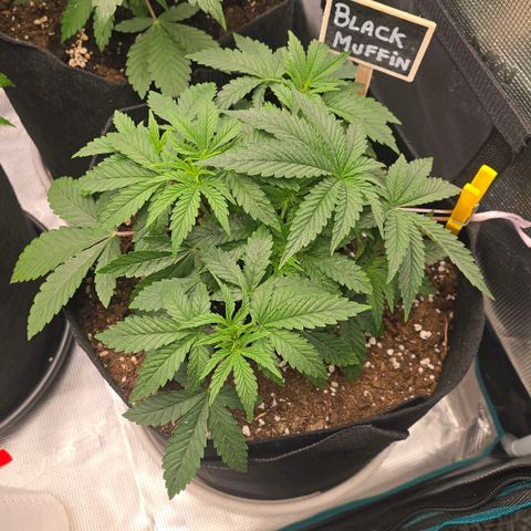 Black Muffin F1 - Sweet Seeds #1 growlog timeline photo
