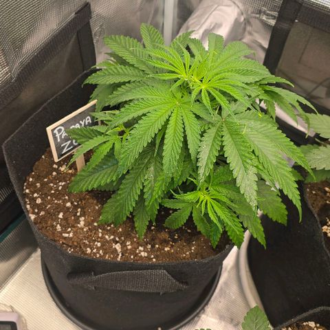 Papaya Zoap - Sweet Seeds growlog timeline photo
