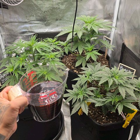 Papaya Zoap - Sweet Seeds growlog photo: Segunda dose de Bio Enhancer 