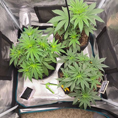 Papaya Zoap - Sweet Seeds growlog photo: Segunda dose de Bio Enhancer 