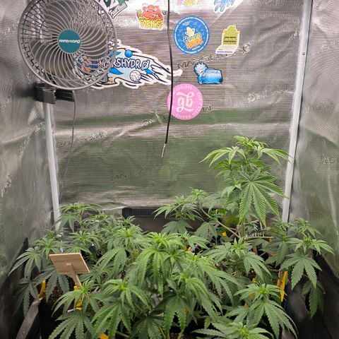 Papaya Zoap - Sweet Seeds growlog timeline photo