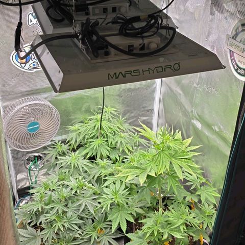 Papaya Zoap - Sweet Seeds growlog timeline photo