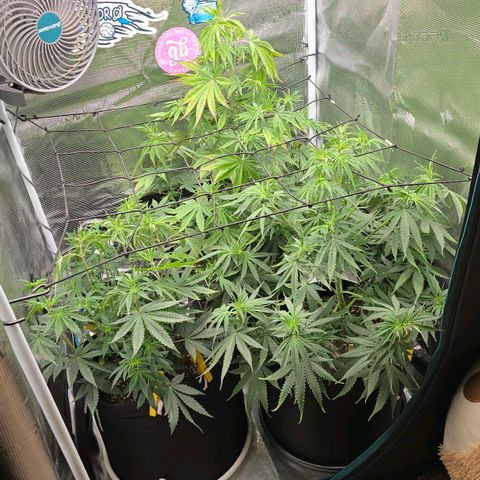 Papaya Zoap - Sweet Seeds growlog photo: Adição do scrog
