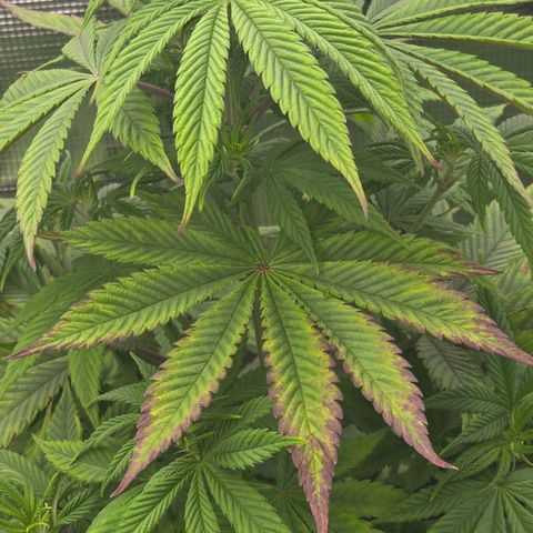 Black Muffin F1 - Sweet Seeds #1 growlog photo: Primeiras aparições do roxo supremo