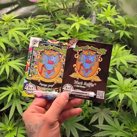 Papaya Zoap - Sweet Seeds growlog timeline photo