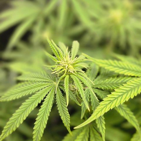 Papaya Zoap - Sweet Seeds growlog photo: Buds is born 