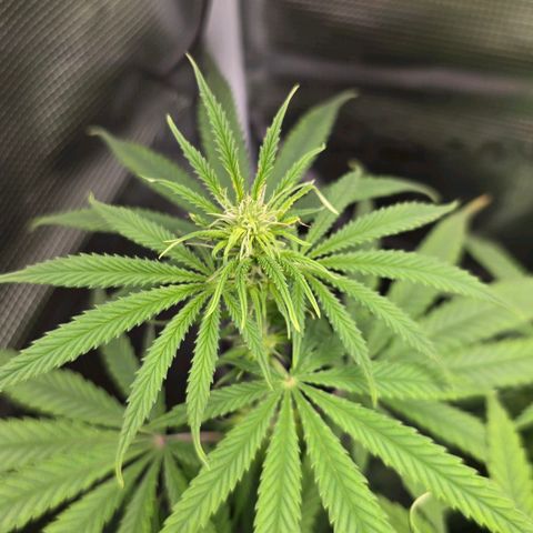 Papaya Zoap - Sweet Seeds growlog photo: Buds is born 