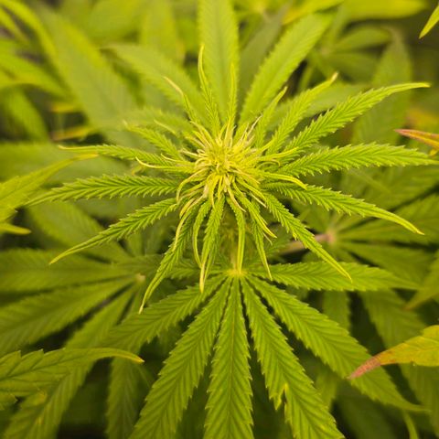 Papaya Zoap - Sweet Seeds growlog photo: Buds is born 