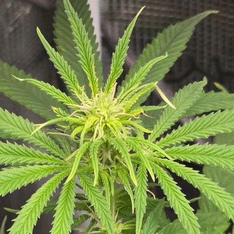 Papaya Zoap - Sweet Seeds growlog photo: Buds is born 