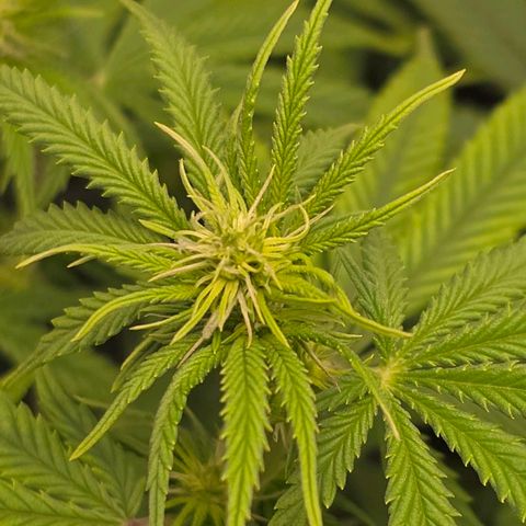 Papaya Zoap - Sweet Seeds growlog photo: Buds is born 