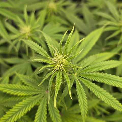 Papaya Zoap - Sweet Seeds growlog photo: Buds is born 