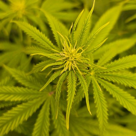Papaya Zoap - Sweet Seeds growlog photo: Buds is born 