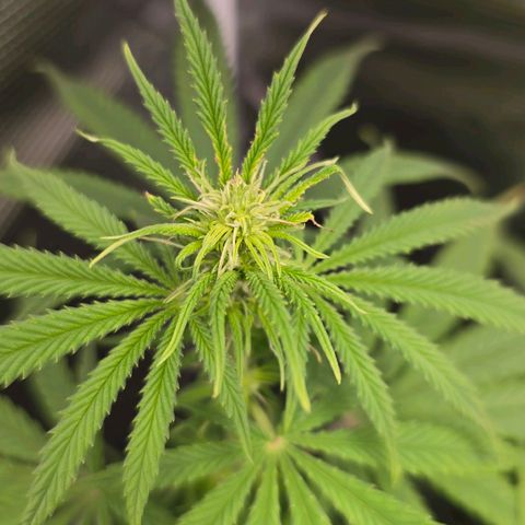 Papaya Zoap - Sweet Seeds growlog photo: Buds is born 
