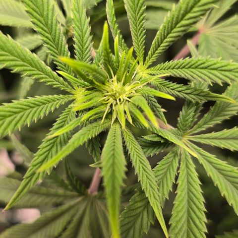 Papaya Zoap - Sweet Seeds growlog photo: Buds is born 