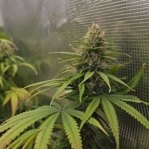 Papaya Zoap - Sweet Seeds growlog timeline photo