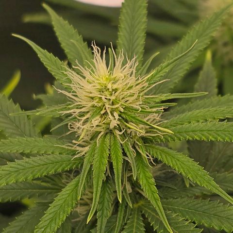 Papaya Zoap - Sweet Seeds growlog timeline photo