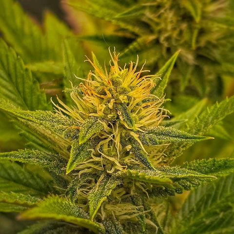 Papaya Zoap - Sweet Seeds growlog timeline photo