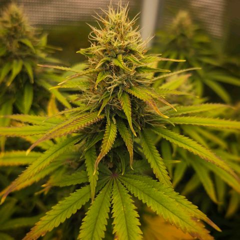 Papaya Zoap - Sweet Seeds growlog timeline photo
