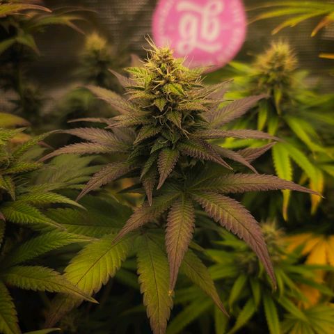 Papaya Zoap - Sweet Seeds growlog timeline photo