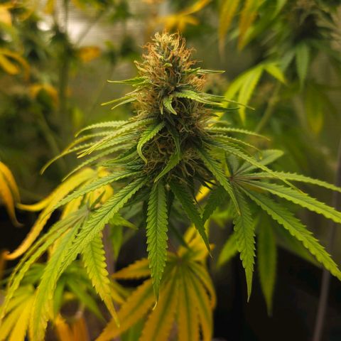 Papaya Zoap - Sweet Seeds growlog timeline photo