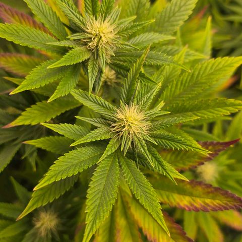 Papaya Zoap - Sweet Seeds growlog timeline photo