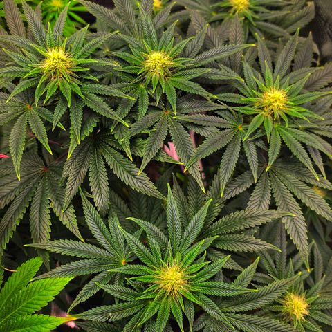 Papaya Zoap - Sweet Seeds growlog timeline photo
