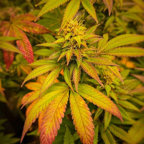 Papaya Zoap - Sweet Seeds growlog timeline photo