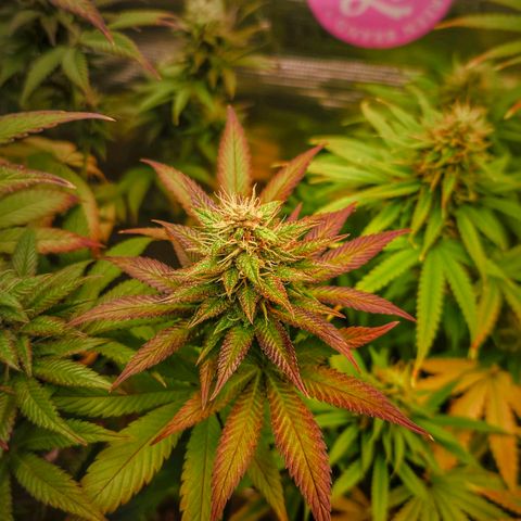 Papaya Zoap - Sweet Seeds growlog timeline photo