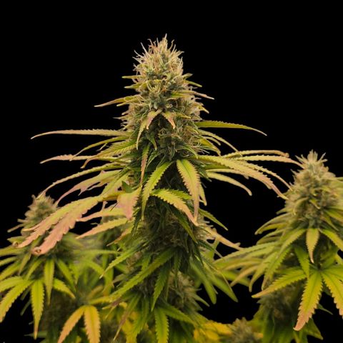 Papaya Zoap - Sweet Seeds growlog timeline photo