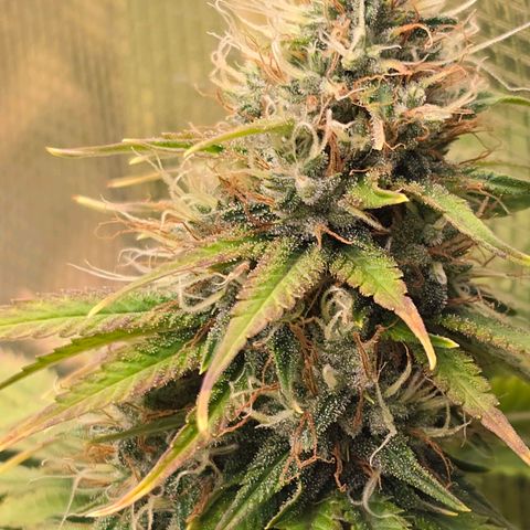 Papaya Zoap - Sweet Seeds growlog timeline photo