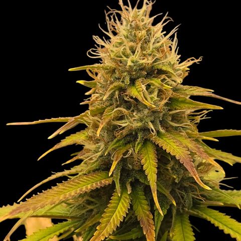 Papaya Zoap - Sweet Seeds growlog timeline photo