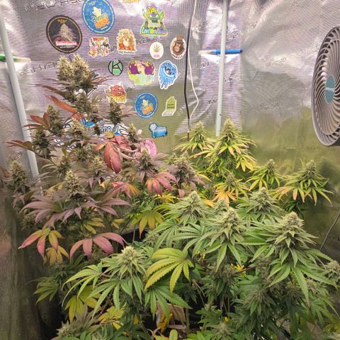 Papaya Zoap - Sweet Seeds growlog timeline photo