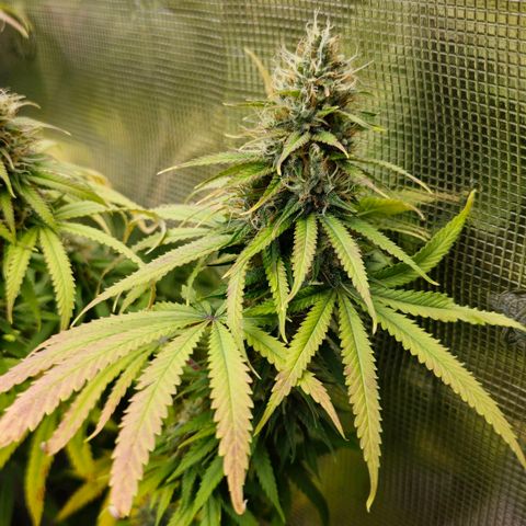 Papaya Zoap - Sweet Seeds growlog timeline photo