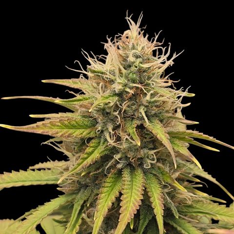 Papaya Zoap - Sweet Seeds growlog timeline photo