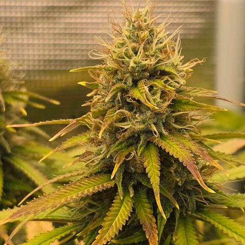 Papaya Zoap - Sweet Seeds growlog timeline photo