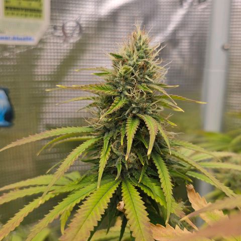 Papaya Zoap - Sweet Seeds growlog timeline photo