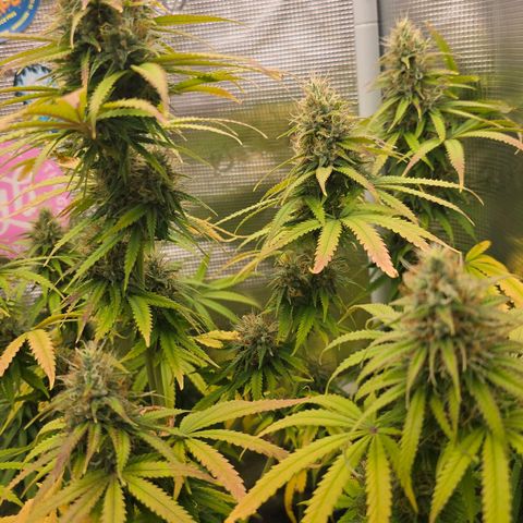 Papaya Zoap - Sweet Seeds growlog timeline photo