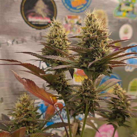 Papaya Zoap - Sweet Seeds growlog timeline photo