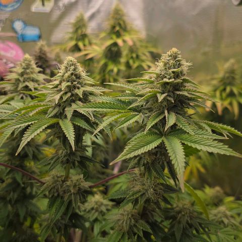 Papaya Zoap - Sweet Seeds growlog timeline photo