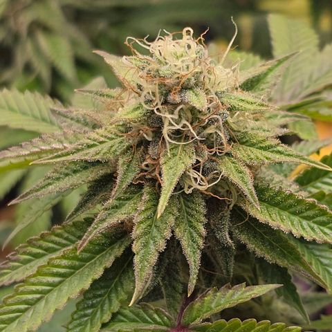 Papaya Zoap - Sweet Seeds growlog timeline photo
