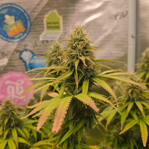 Papaya Zoap - Sweet Seeds growlog timeline photo
