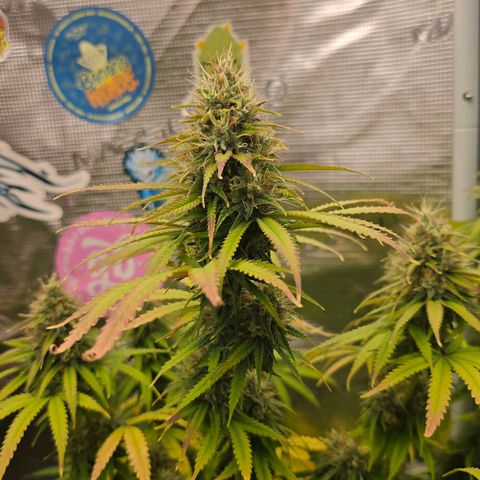 Papaya Zoap - Sweet Seeds growlog timeline photo
