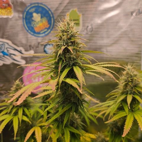 Papaya Zoap - Sweet Seeds growlog timeline photo
