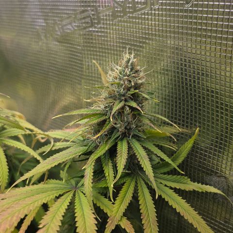 Papaya Zoap - Sweet Seeds growlog timeline photo