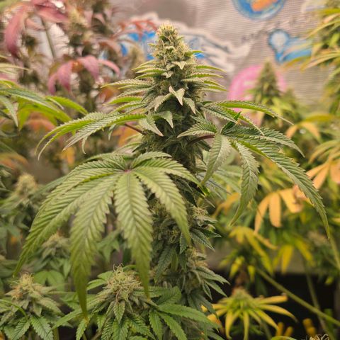 Papaya Zoap - Sweet Seeds growlog timeline photo
