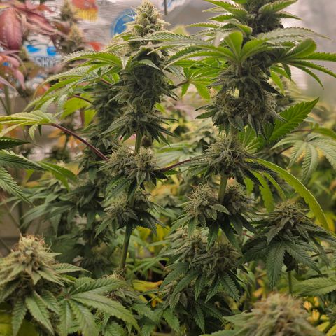 Papaya Zoap - Sweet Seeds growlog timeline photo