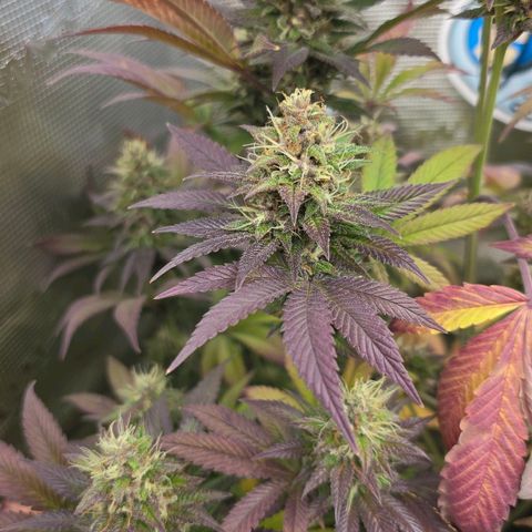 Papaya Zoap - Sweet Seeds growlog timeline photo