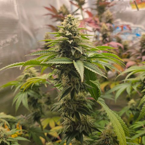 Papaya Zoap - Sweet Seeds growlog timeline photo