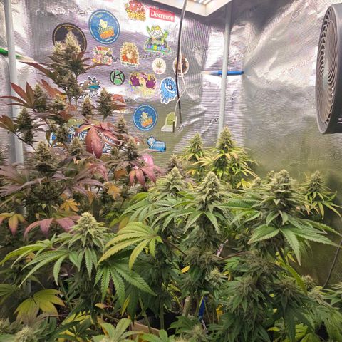 Papaya Zoap - Sweet Seeds growlog timeline photo