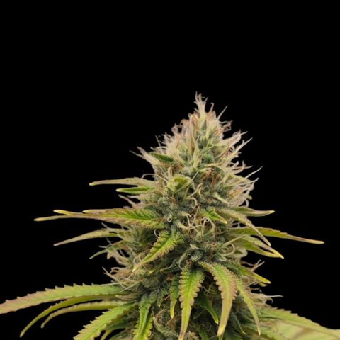 Papaya Zoap - Sweet Seeds growlog timeline photo